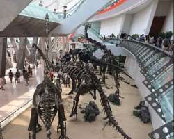 The museum displays more than 380 thousand geological and biological specimens.